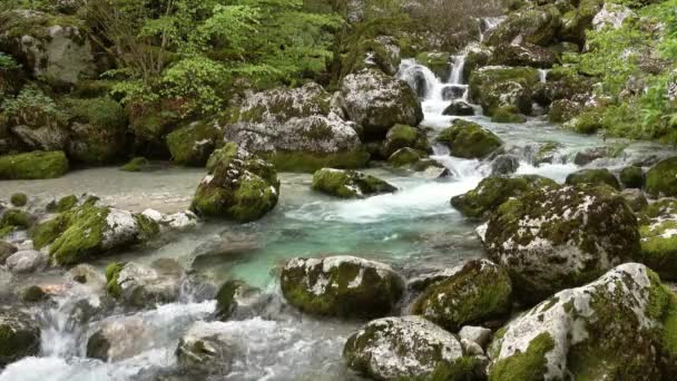 斯洛文尼亚春季森林中的溪流和苔藓石 — 图库视频影像