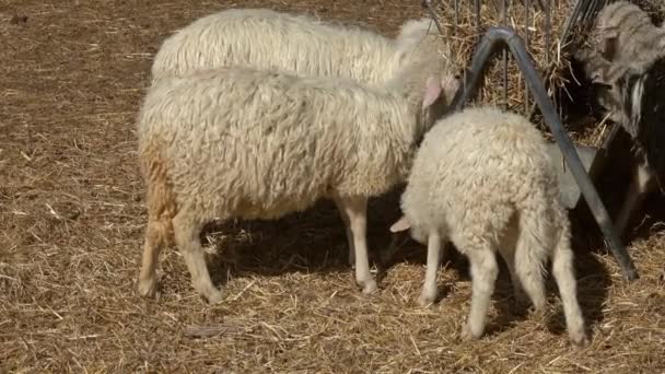 Ovejas Comiendo Heno Granja — Vídeos de Stock