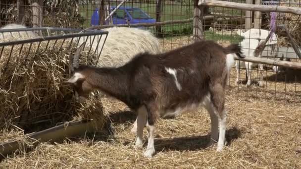 在农场吃干草的山羊 — 图库视频影像