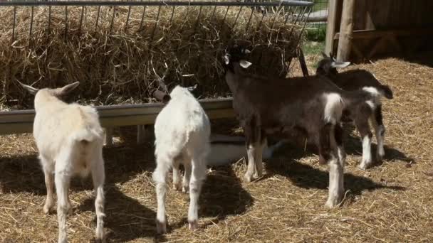 Cabras Comiendo Heno Granja — Vídeos de Stock