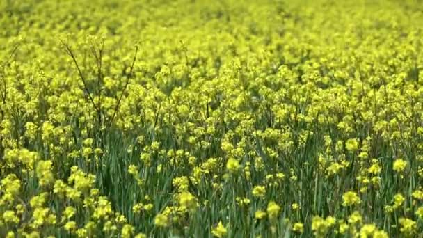 Campo Agricultura Con Colza Flores Amarillas — Vídeos de Stock