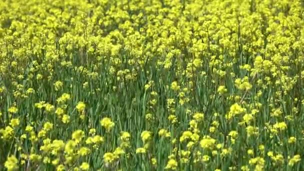 Landbouwveld Met Koolzaad Gele Bloemen — Stockvideo