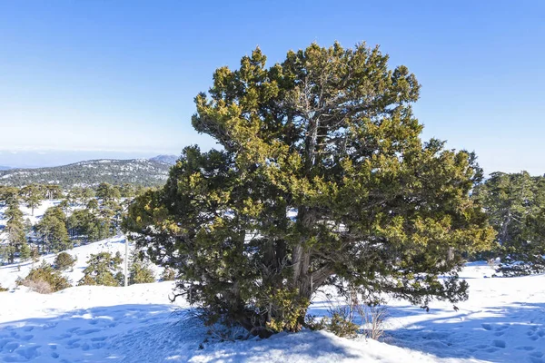 Winter landscape in Troodos Mountains, Cyprus — Stock Photo, Image