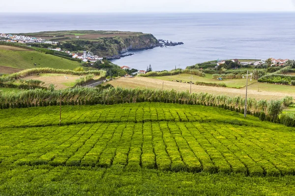 Piantagione di tè sull'isola di Sao Miguel, Azzorre, Portogallo — Foto Stock