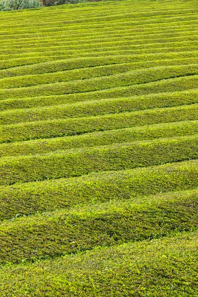 Modello di piantagione di tè sull'isola di Sao Miguel, Azzorre, Portogallo — Foto Stock