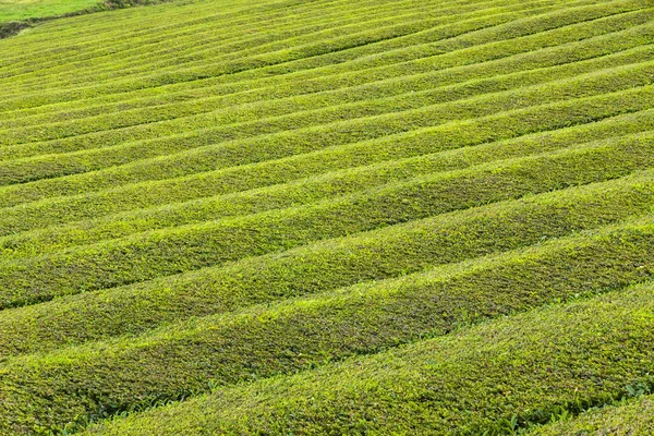 Piantagione di tè sull'isola di Sao Miguel, Azzorre, Portogallo — Foto Stock