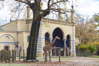 Reticulated giraffes (Giraffa reticulata) in the Berlin Zoo clipart