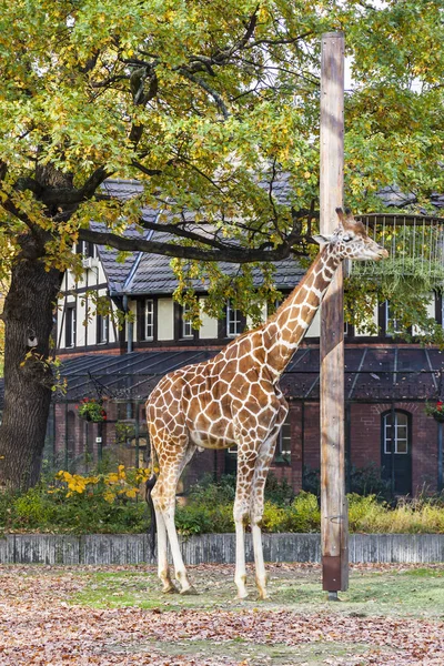 Reticulated giraffe (Giraffa reticulata) in the Berlin Zoo — Stock Photo, Image