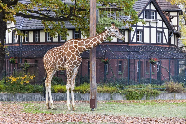 Girafa reticulada (Giraffa reticulata) no Zoológico de Berlim — Fotografia de Stock