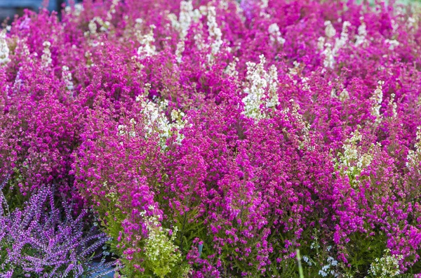 Pink and purple heather flowers in the garden — Stock Photo, Image