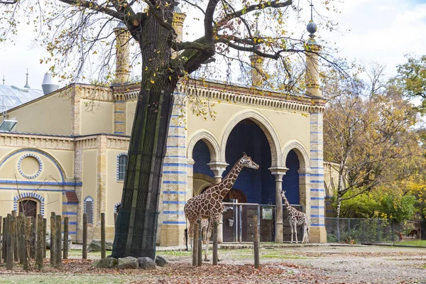 Сітчасті жирафи (Giraffa reticulata) в Берлінського зоопарку — стокове фото