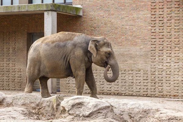 Elefante asiático em um zoológico — Fotografia de Stock