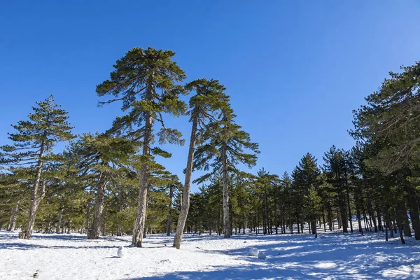 Troodos Dağları, Kıbrıs'ta kış manzarası — Stok fotoğraf