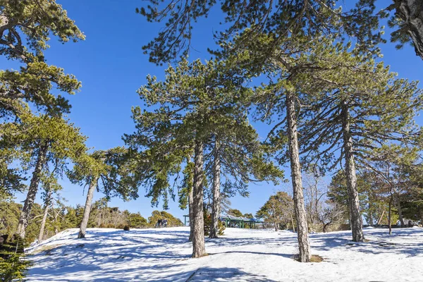 Zima Krajobraz w góry Troodos, Cypr — Zdjęcie stockowe