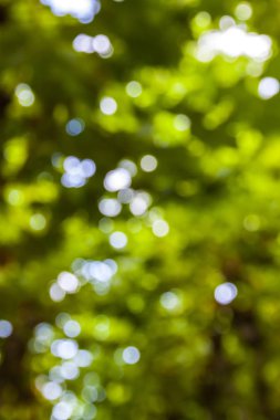 Yeşil yaprakları soyut dairesel bokeh arka plan yaptı