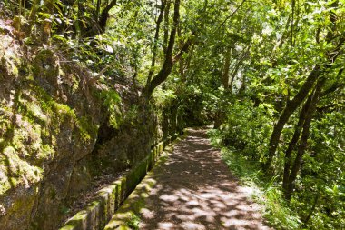 Sulama kanalları (Levada bilinen tarihi su sistemi) boyunca büyülü ormanda, Madeira Adası, Portekiz hiking