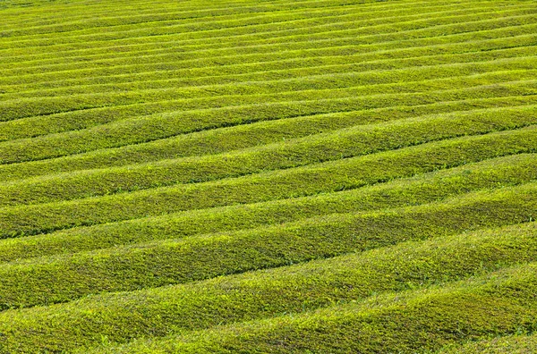Шаблон чайной плантации на Азорских островах, Португалия — стоковое фото