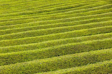 Çay plantasyon Sao Miguel Island, Azores, Portekiz