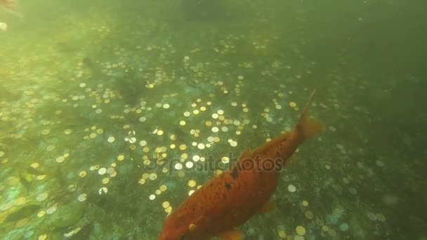 Красочные модные карповые рыбы (кои) под водой — стоковое видео