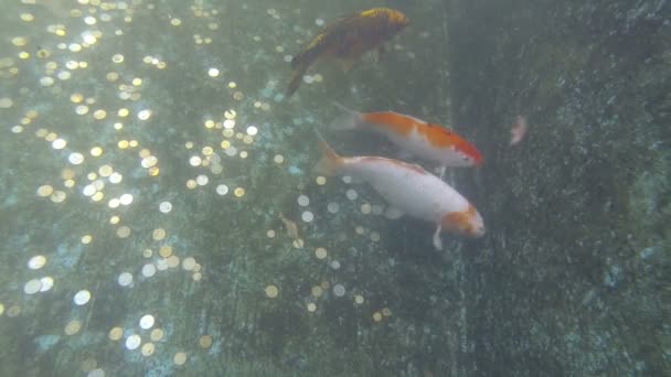 Colorido pez carpa de fantasía (koi) bajo el agua — Vídeos de Stock