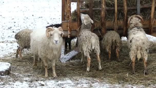 Troupeau de moutons mérinos mangeant du foin — Video