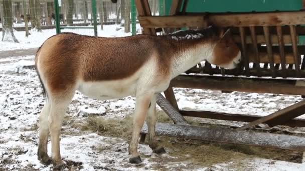 Halvåsna (Equus hemionus) äter hö på en gård — Stockvideo