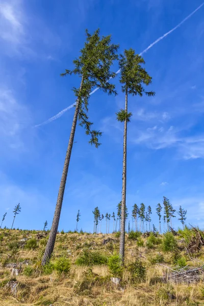 Złamane lasu w Tatry, Słowacja — Zdjęcie stockowe