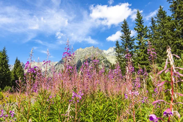 如画的风景的塔特拉山，斯洛伐克 — 图库照片