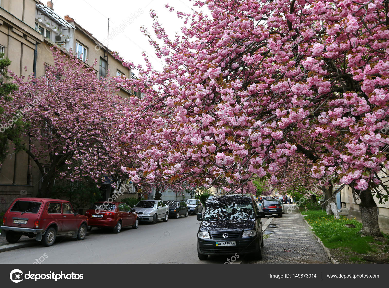 https://st3.depositphotos.com/1000602/14987/i/1600/depositphotos_149873014-stock-photo-pink-sakura-trees-on-the.jpg