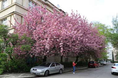 Uzhgorod, Ukrayna'nın sokakta pembe sakura ağaçlar