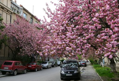 Uzhgorod, Ukrayna'nın sokakta pembe sakura ağaçlar