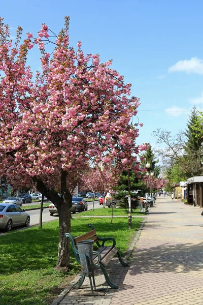 Rosa sakura träd på gatan av Uzhgorod, Ukraina — Stockfoto