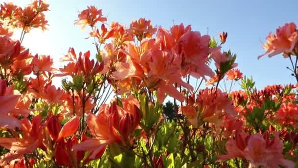 ピンクの庭のツツジ花 (シャクナゲ) — ストック動画