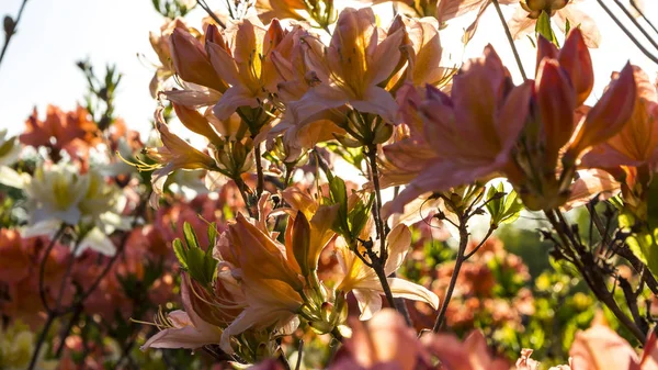 Pink Azalea flowers (Rhododendron) in the garden — Stock Photo, Image