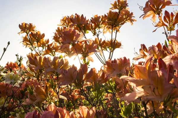 정원에서 진달래 꽃 (진달래) — 스톡 사진
