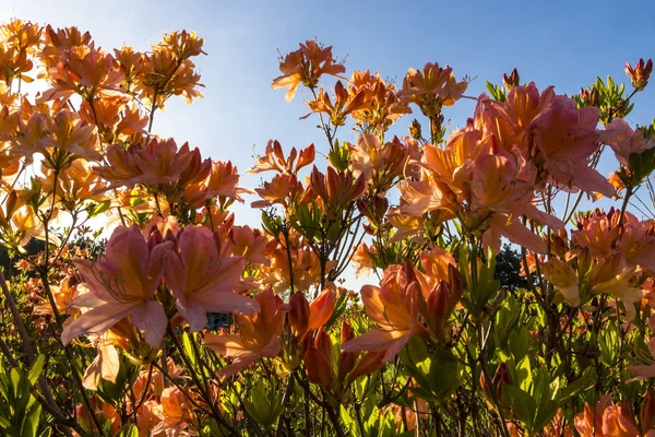 Bahçede açelya çiçek (Rhododendron) pembe — Stok fotoğraf