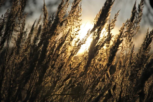 Wild meadow of dry herb grass on sunset, soft sun rays — Stock Photo, Image