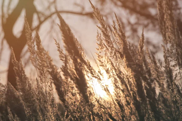 Wild meadow of dry herb grass on sunset — Stock Photo, Image