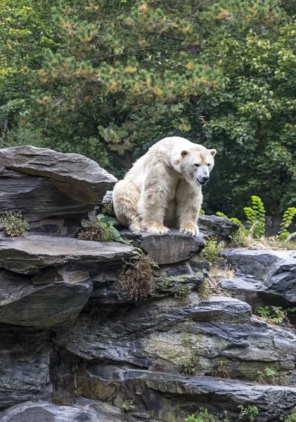 Белый белый медведь — стоковое фото