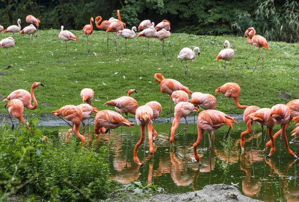 Rosa Flamingo in der Natur — Stockfoto