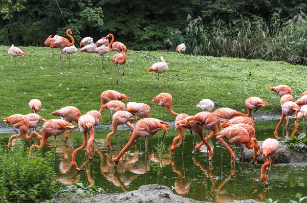 Pembe Flamingo doğada — Stok fotoğraf