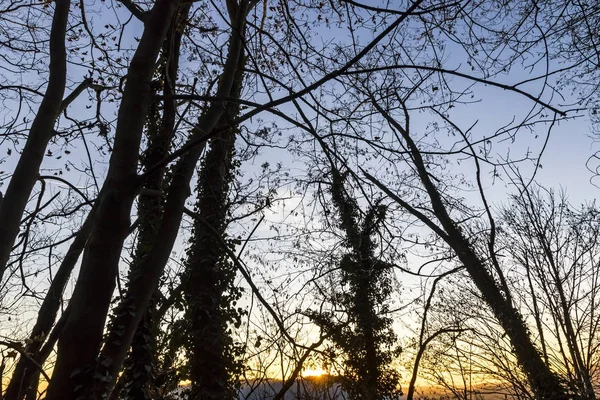 Tree branches silhouette against sunset background — Stock Photo, Image