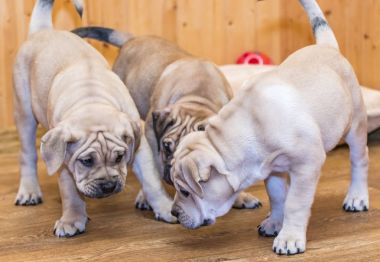Ca de Bou (Mallorquin Mastiff) yavru köpeği