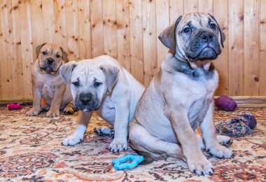Ca de Bou (Mallorquin Mastiff) yavru köpeği