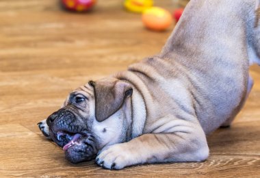 Ca de Bou (Mallorquin Mastiff) yavru köpeği