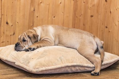 Ca de Bou (Mallorquin Mastiff) yavru köpeği