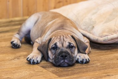 Ca de Bou (Mallorquin Mastiff) yavru köpeği