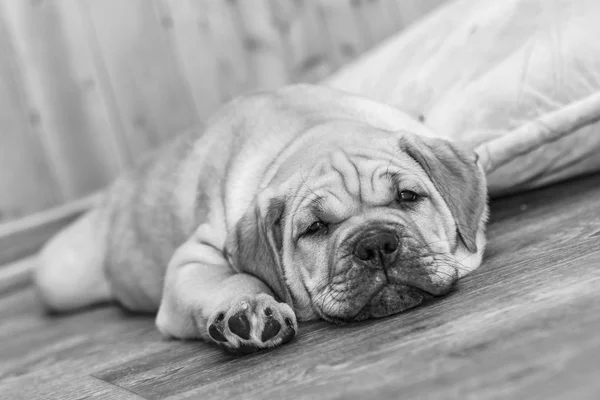 Ca de Bou (Mallorquin Mastiff) štěně pes — Stock fotografie