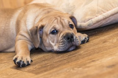Ca de Bou (Mallorquin Mastiff) yavru köpeği