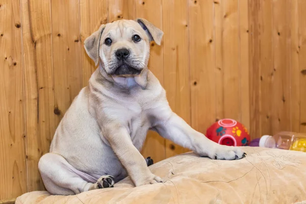 Ca de Bou (Mallorquin Mastiff) puppy hond — Stockfoto